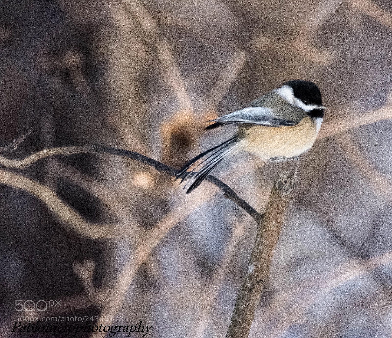 Nikon D7200 sample photo. Bird with no feet photography