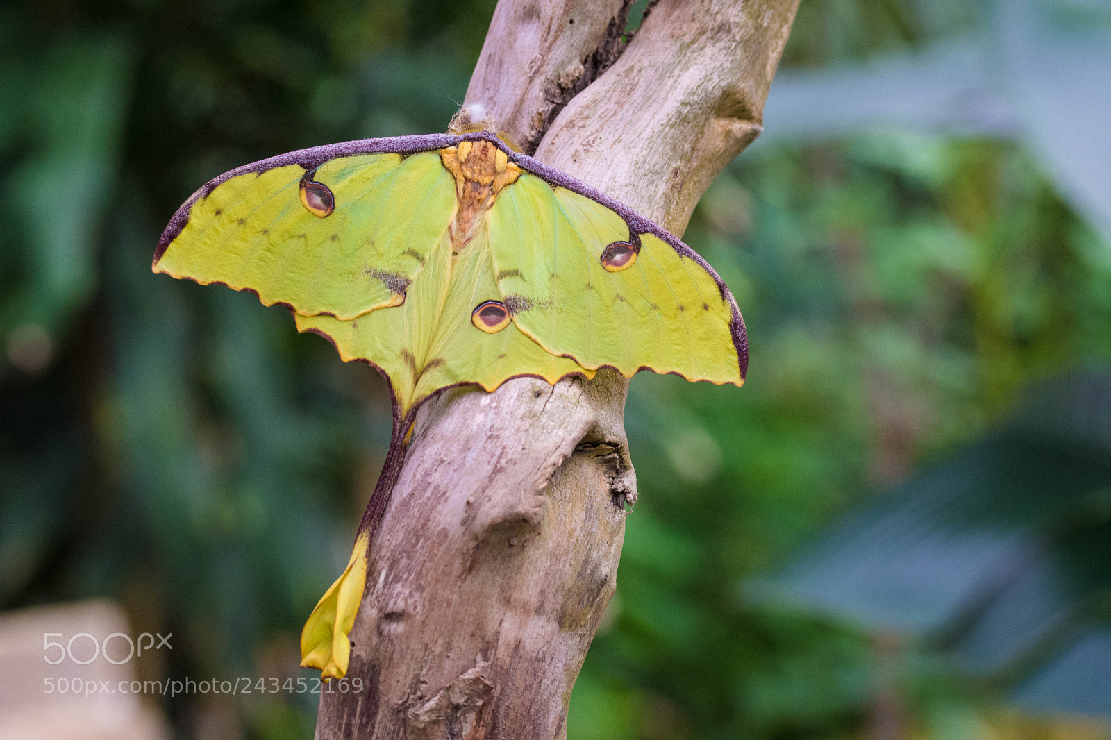 Nikon D7200 sample photo. Green butterfly moth photography