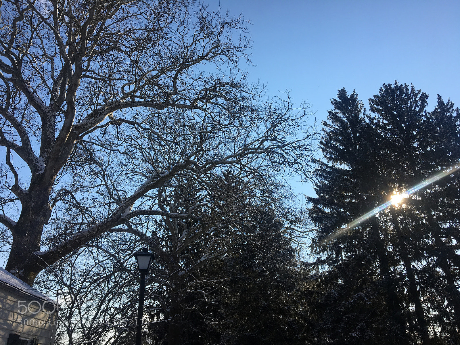 Apple iPhone 6s sample photo. Snowy trees photography