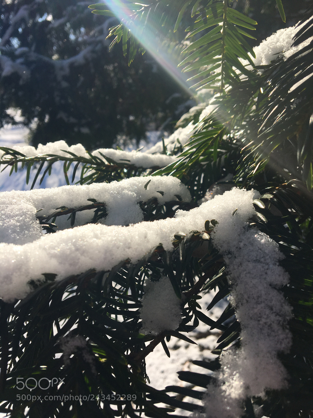Apple iPhone 6s sample photo. Snowy branch photography