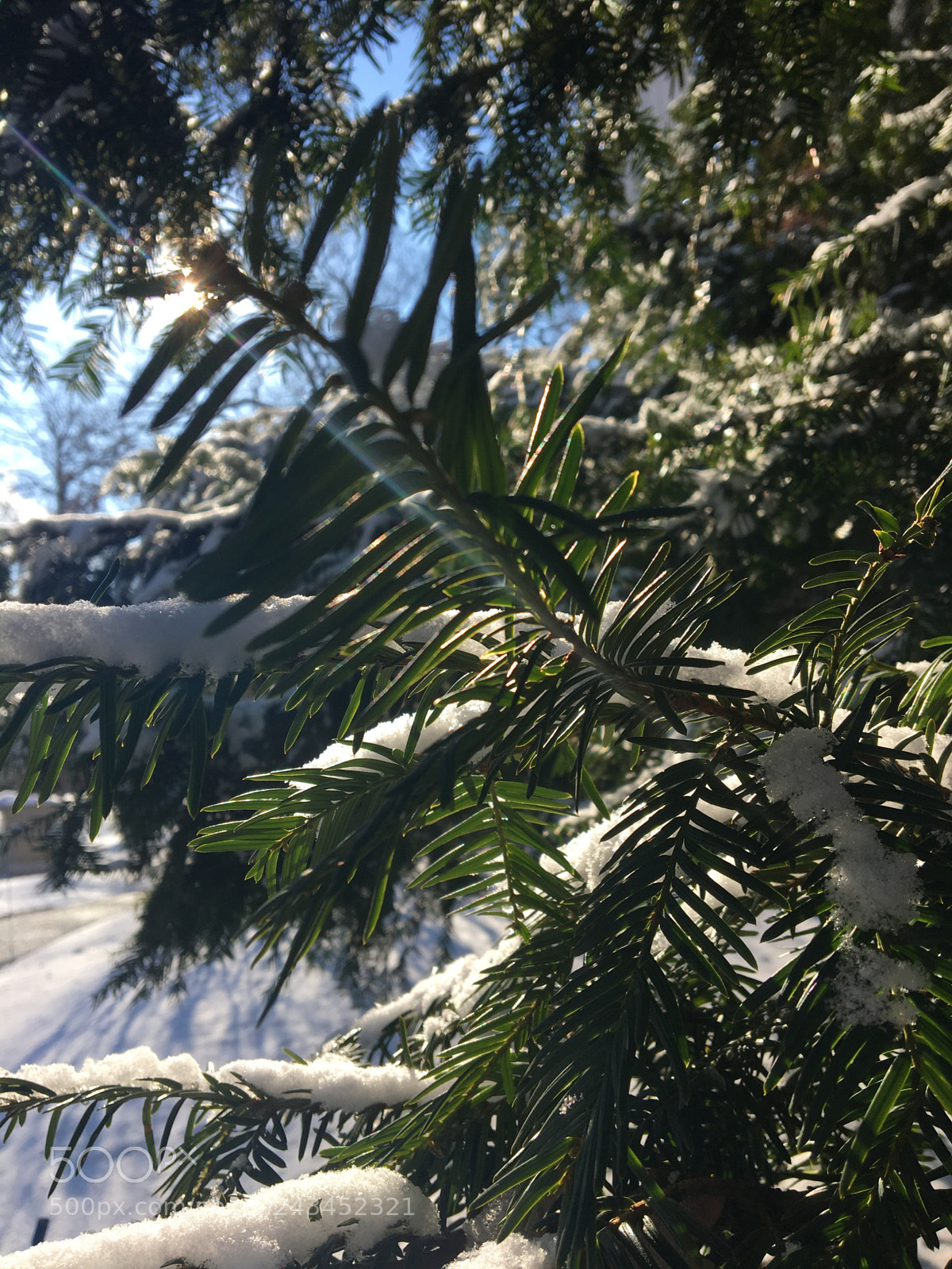 Apple iPhone 6s sample photo. Snowy branch 2 photography