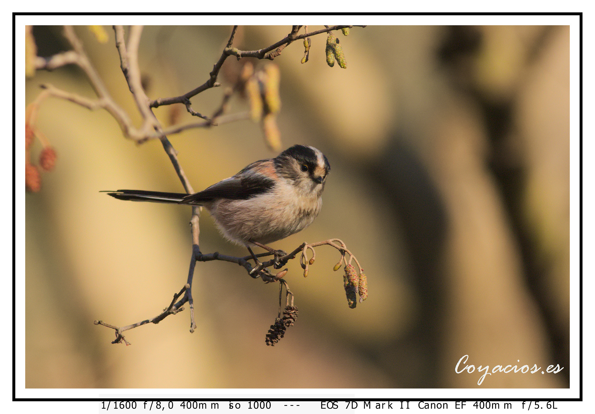 Canon EF 400mm F5.6L USM sample photo. Mito ( aegithalos caudatus) photography