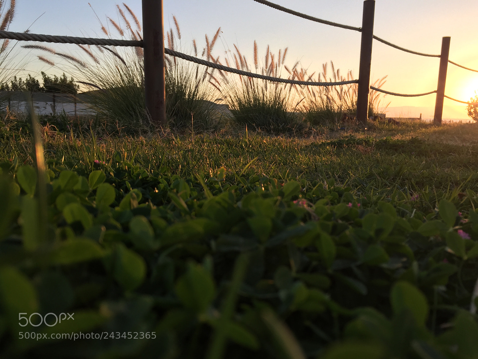 Apple iPhone 6 sample photo. Green at sea! photography