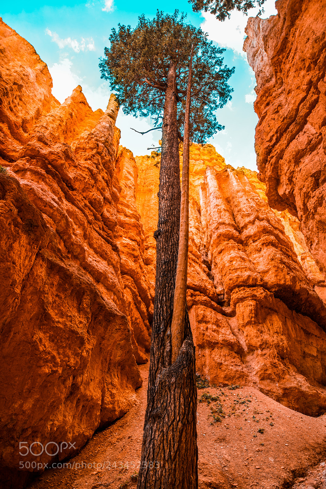 Nikon D600 sample photo. Ponderosa pines photography