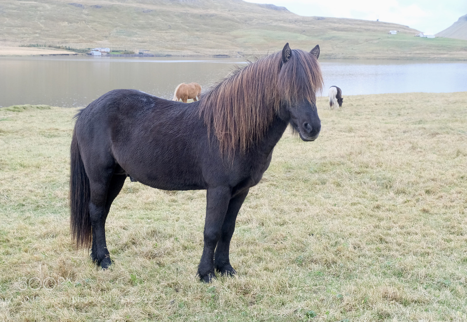 Fujifilm X-T2 sample photo. Icelandic horse photography