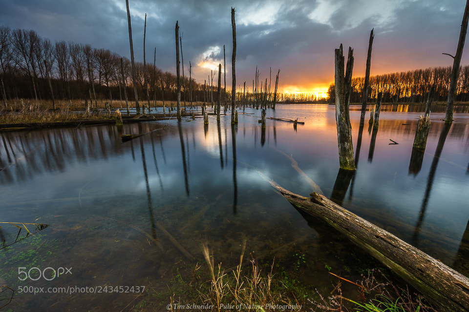 Sony a7 II sample photo. Dead wood photography