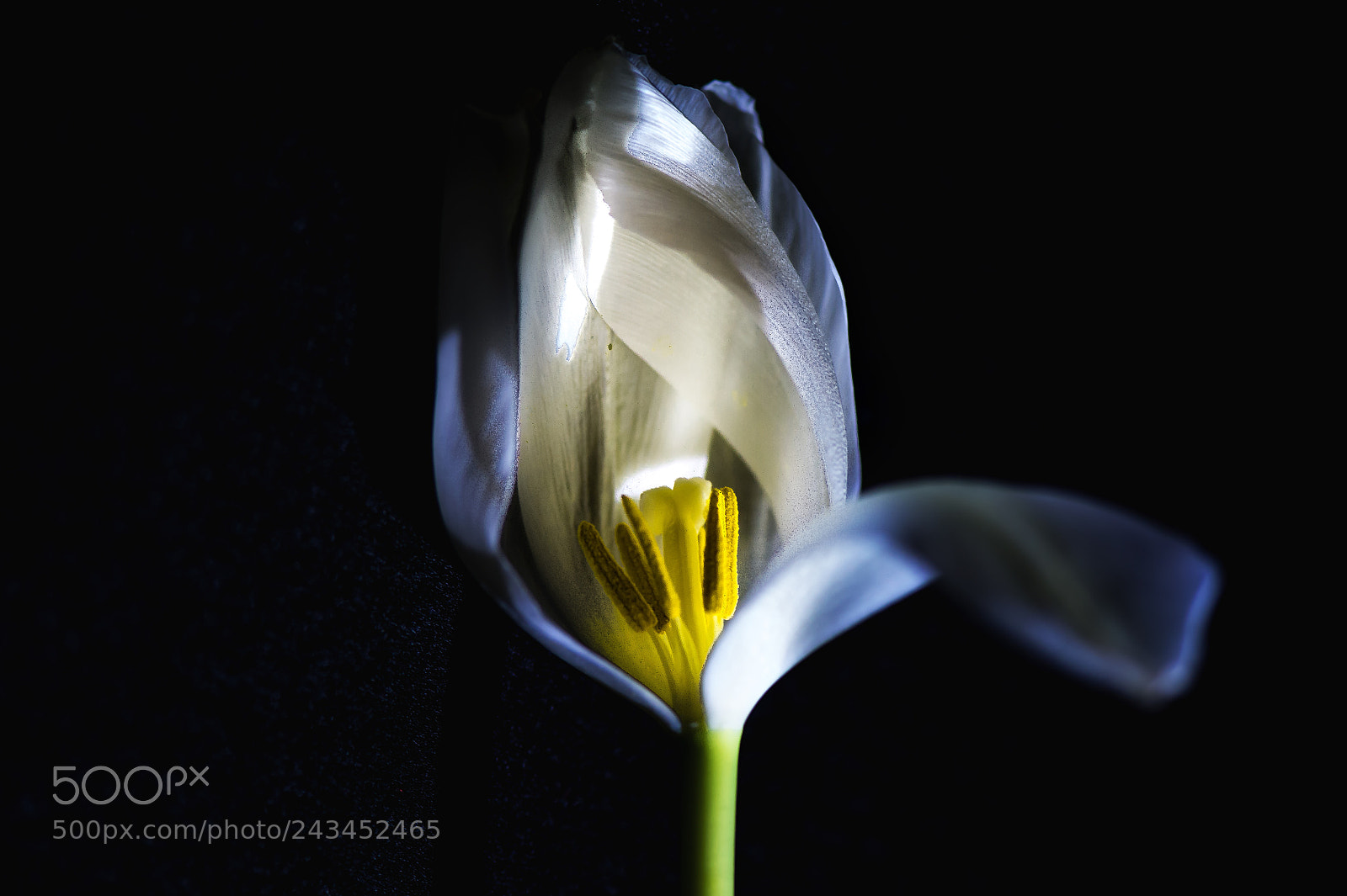Nikon D4 sample photo. Magic light photography