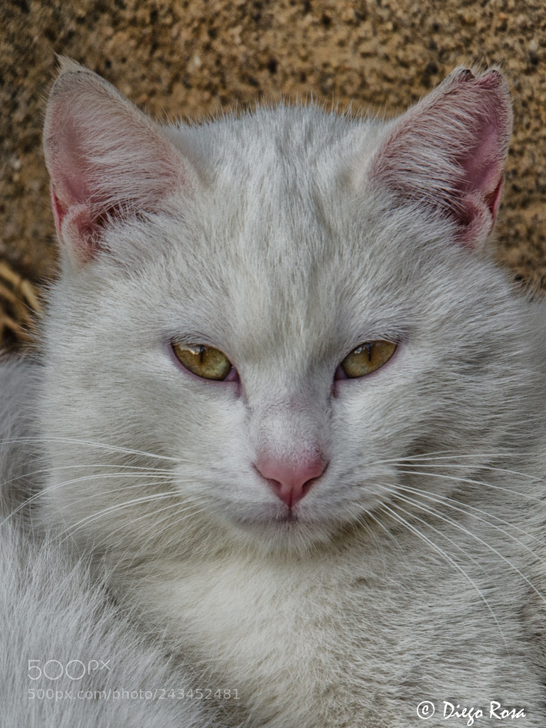 Nikon D5100 sample photo. Parets gat photography