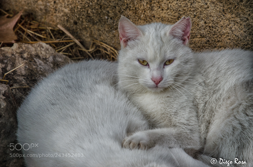 Nikon D5100 sample photo. Parets dos gats photography