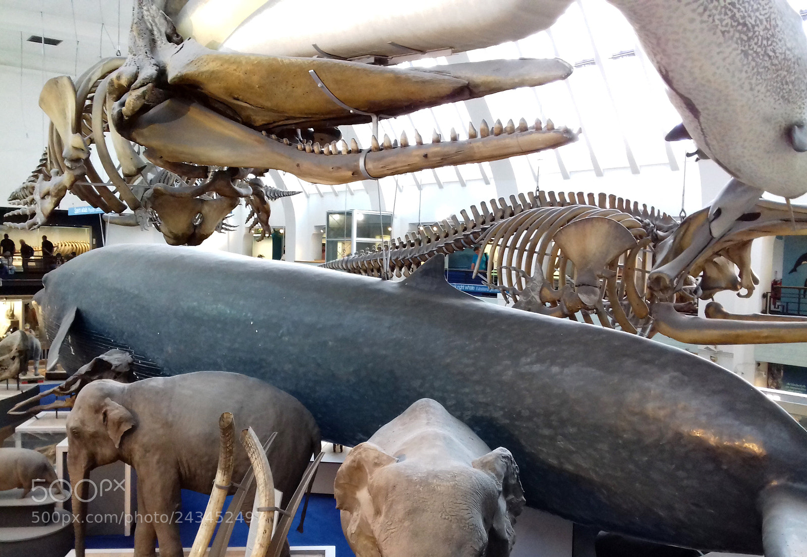 Samsung Galaxy J3(2016) sample photo. Natural history museum photography