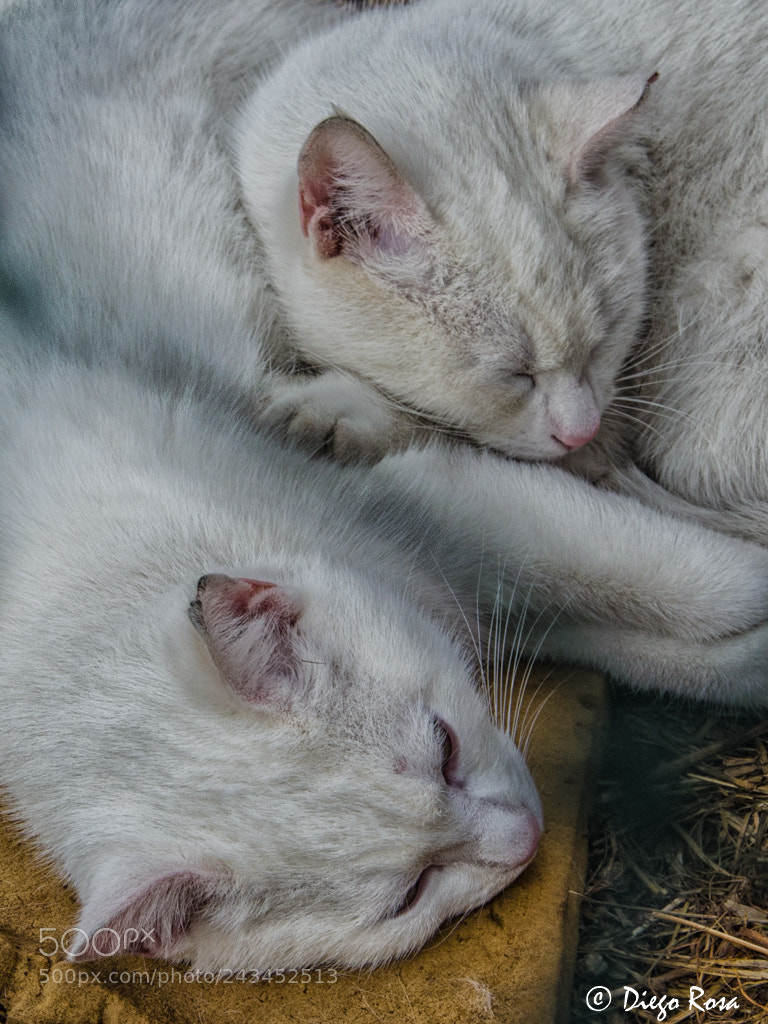 Nikon D5100 sample photo. Parets gats durmint photography