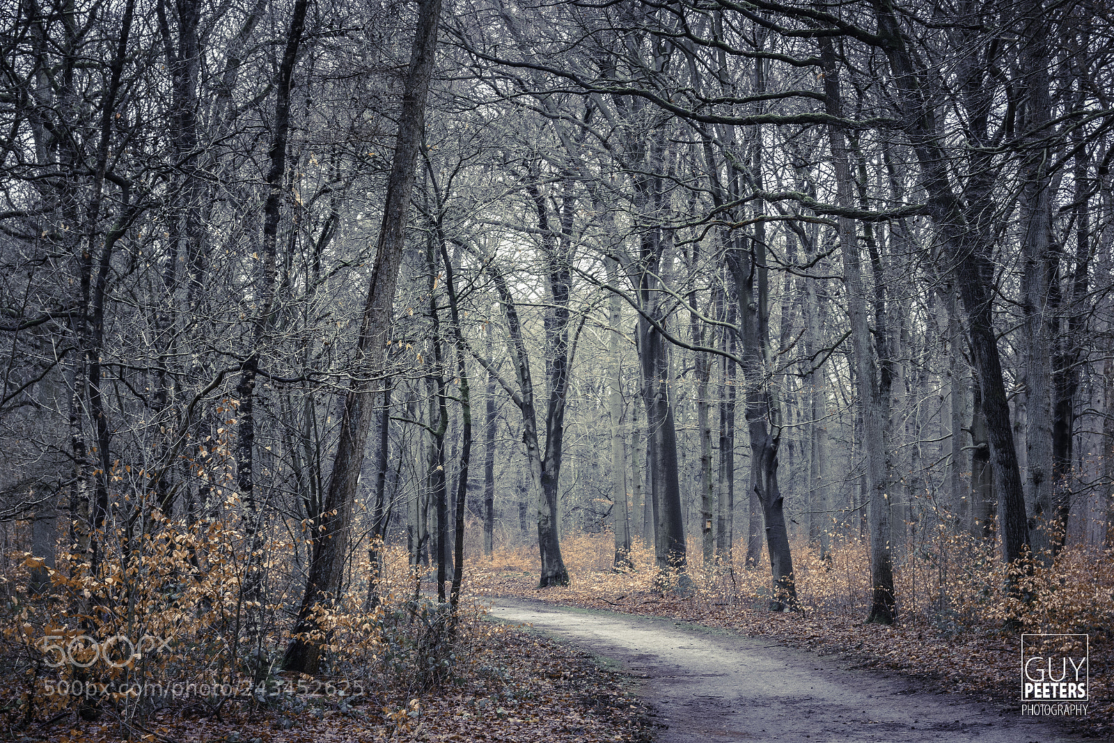 Nikon D7100 sample photo. Winter forest photography