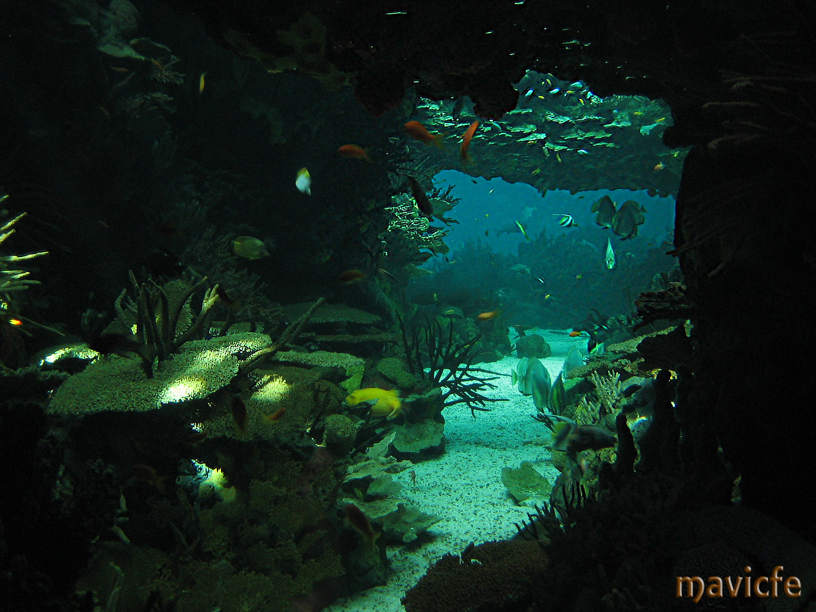 Canon DIGITAL IXUS 40 sample photo. Bright green on the seabed photography