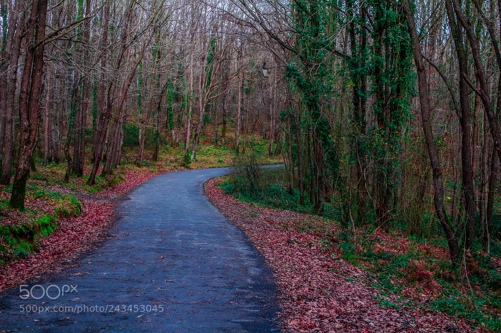 Canon EOS 1300D (EOS Rebel T6 / EOS Kiss X80) sample photo. Forest path photography