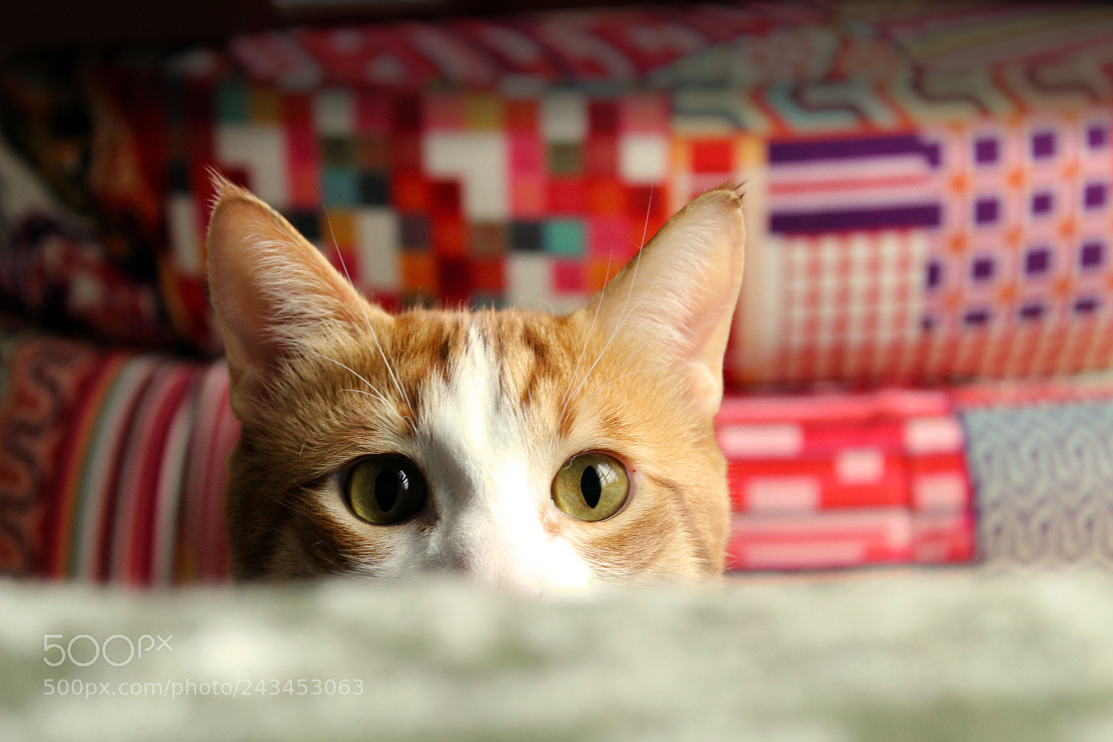 Canon EOS 1300D (EOS Rebel T6 / EOS Kiss X80) sample photo. Kot photography