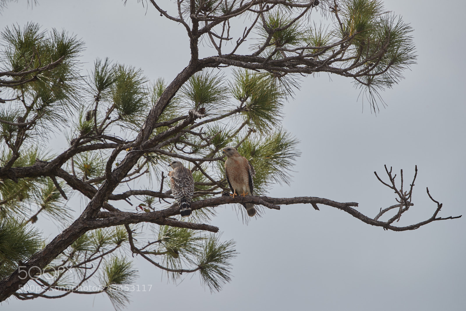 Canon EOS-1D X Mark II sample photo. 01-22-18-0000365.jpg photography