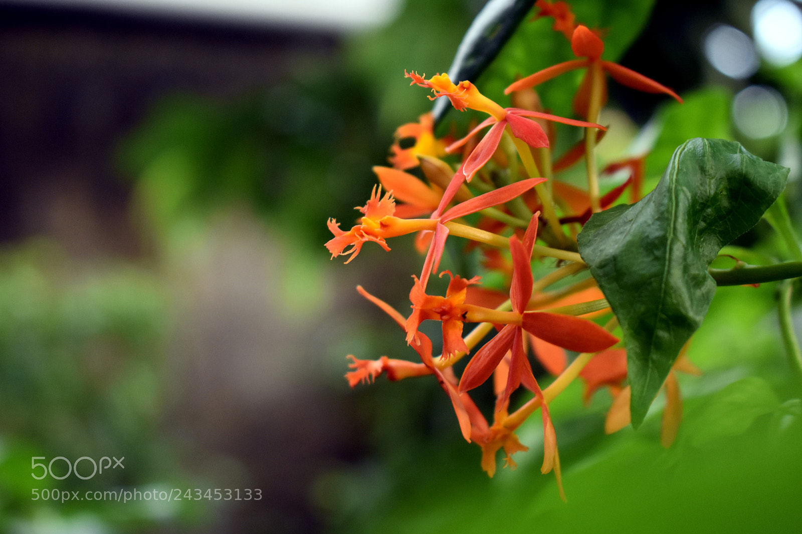 Nikon D3400 sample photo. Flower photography