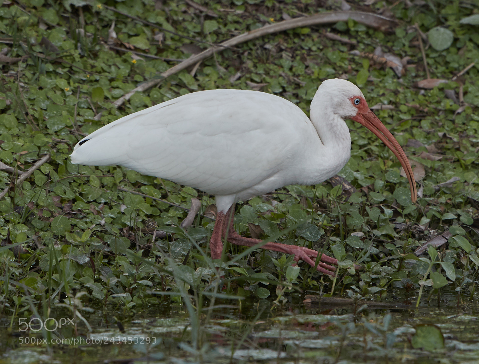 Canon EOS-1D X Mark II sample photo. 01-22-18-0000353.jpg photography