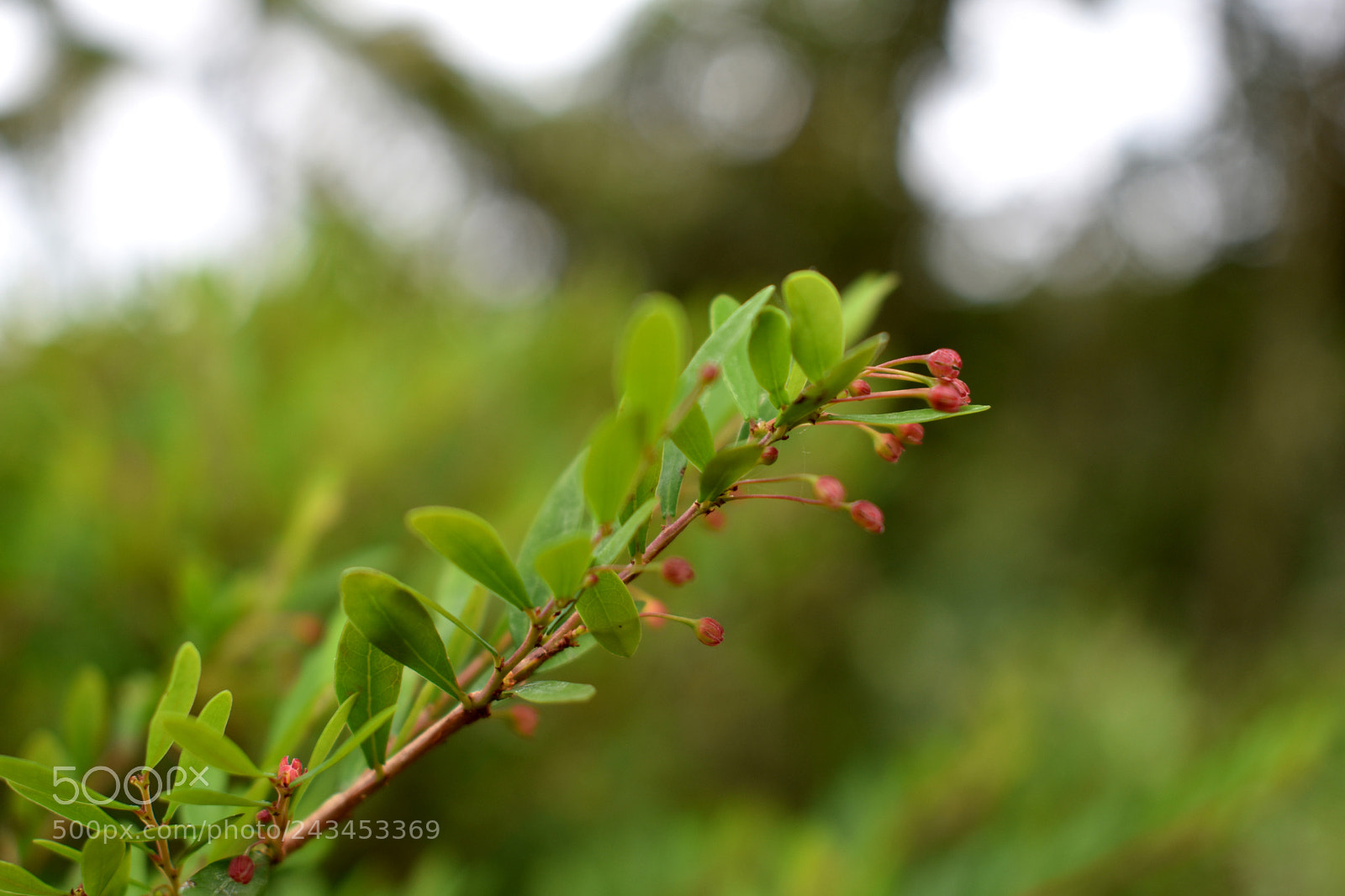 Nikon D3400 sample photo. Green photography