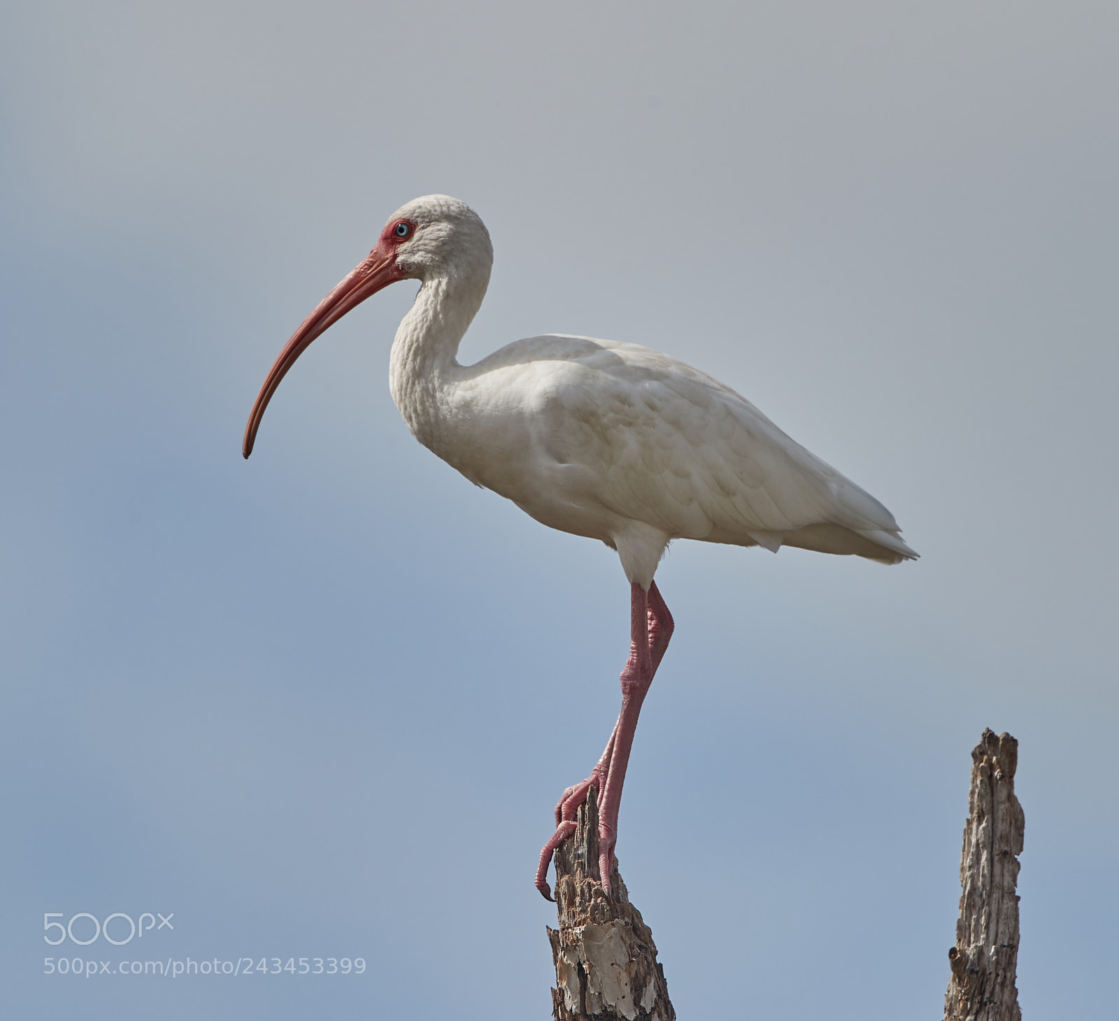 Canon EOS-1D X Mark II sample photo. 01-22-18-0000335.jpg photography