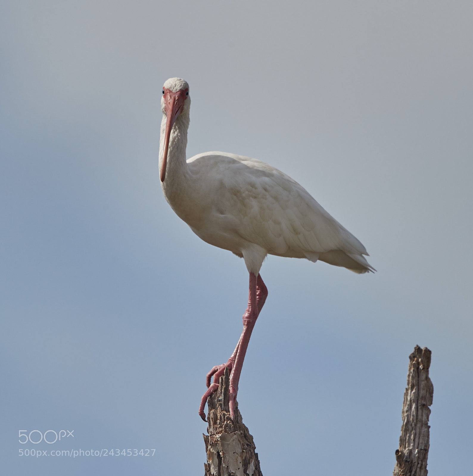 Canon EOS-1D X Mark II sample photo. 01-22-18-0000333.jpg photography