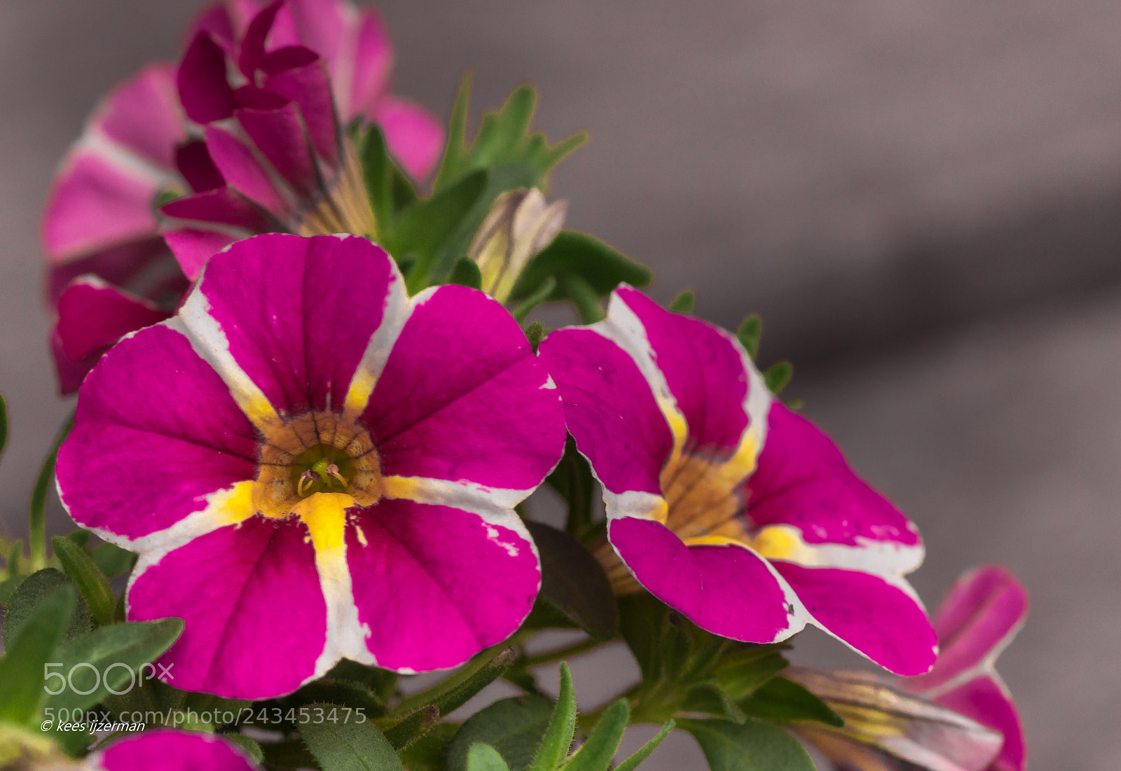 Sony SLT-A77 sample photo. Million bells. photography