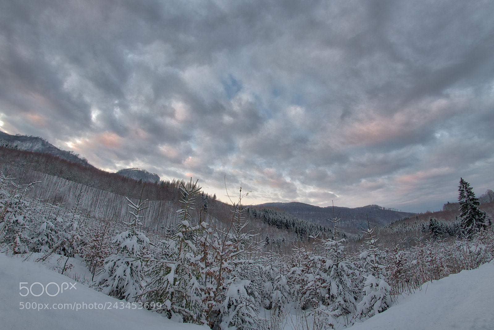 Nikon D850 sample photo. White wonderland photography