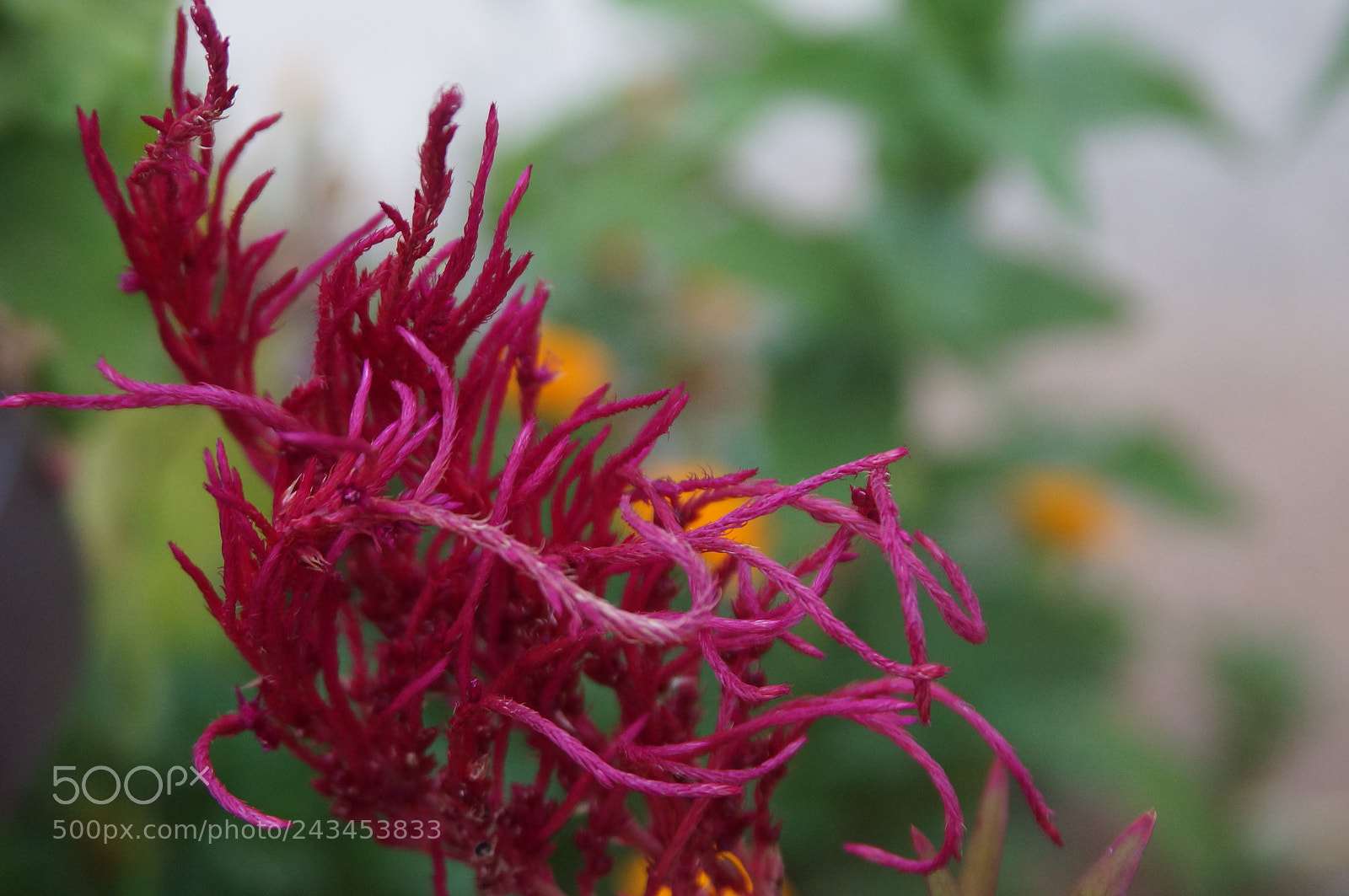 Sony SLT-A57 sample photo. Flower photography