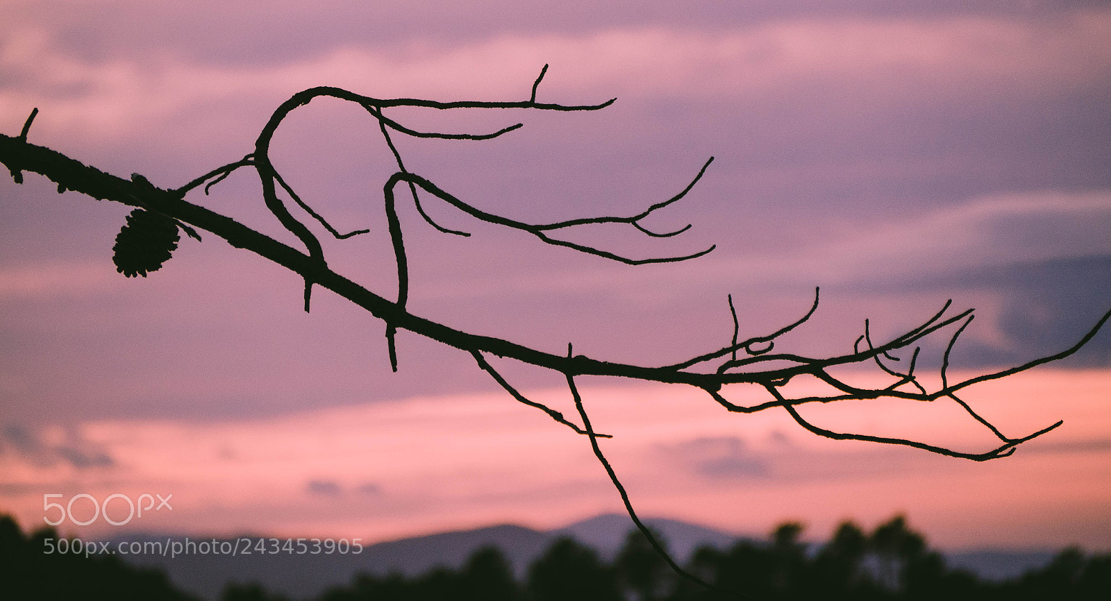 Olympus OM-D E-M10 II sample photo. Lonely pine cone photography
