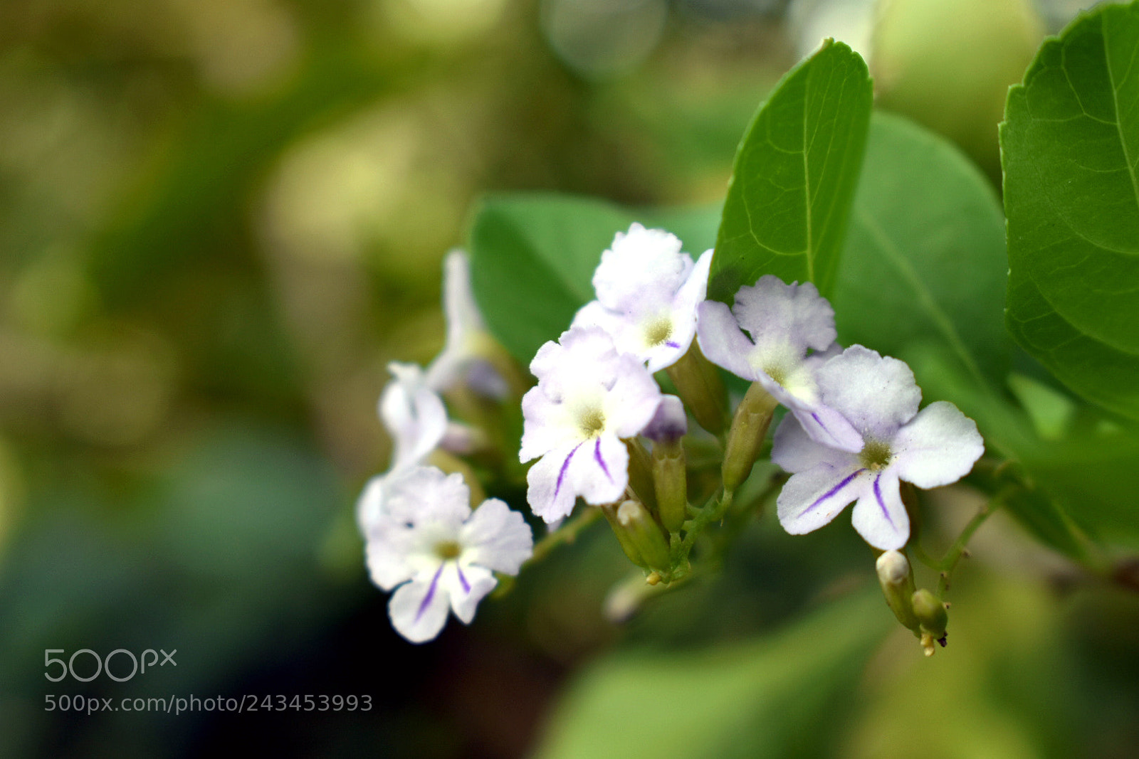 Nikon D3400 sample photo. Flower photography