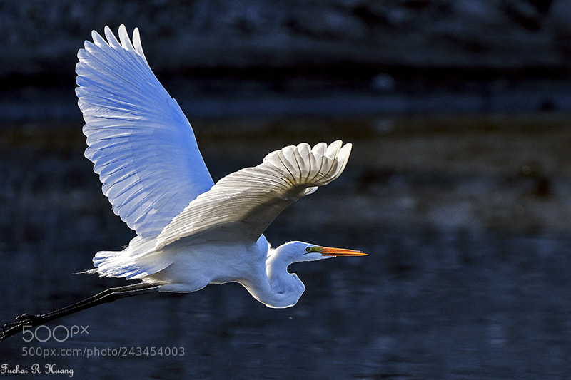 Nikon D500 sample photo. Great egret photography