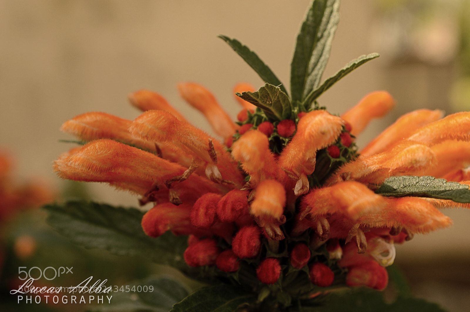 Nikon D3200 sample photo. Orange photography