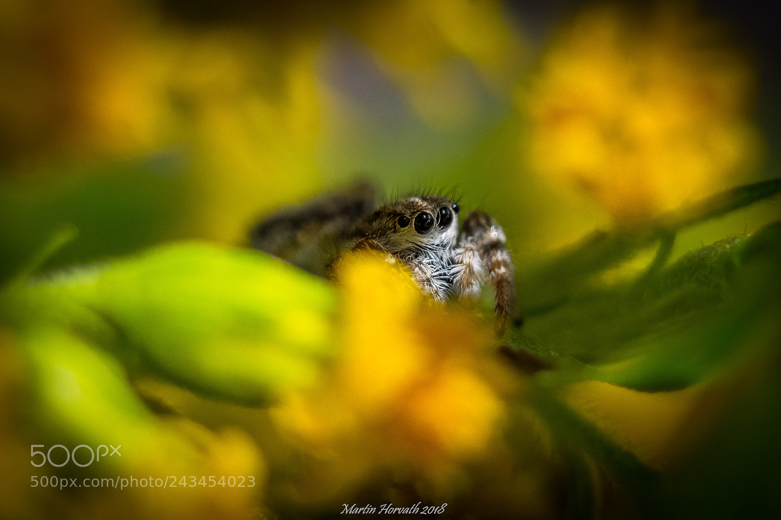 Nikon D7200 sample photo. Jumping spider photography