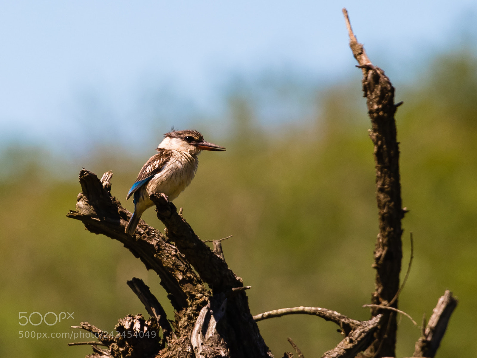 Canon EOS 6D Mark II sample photo. Just sittin .. photography