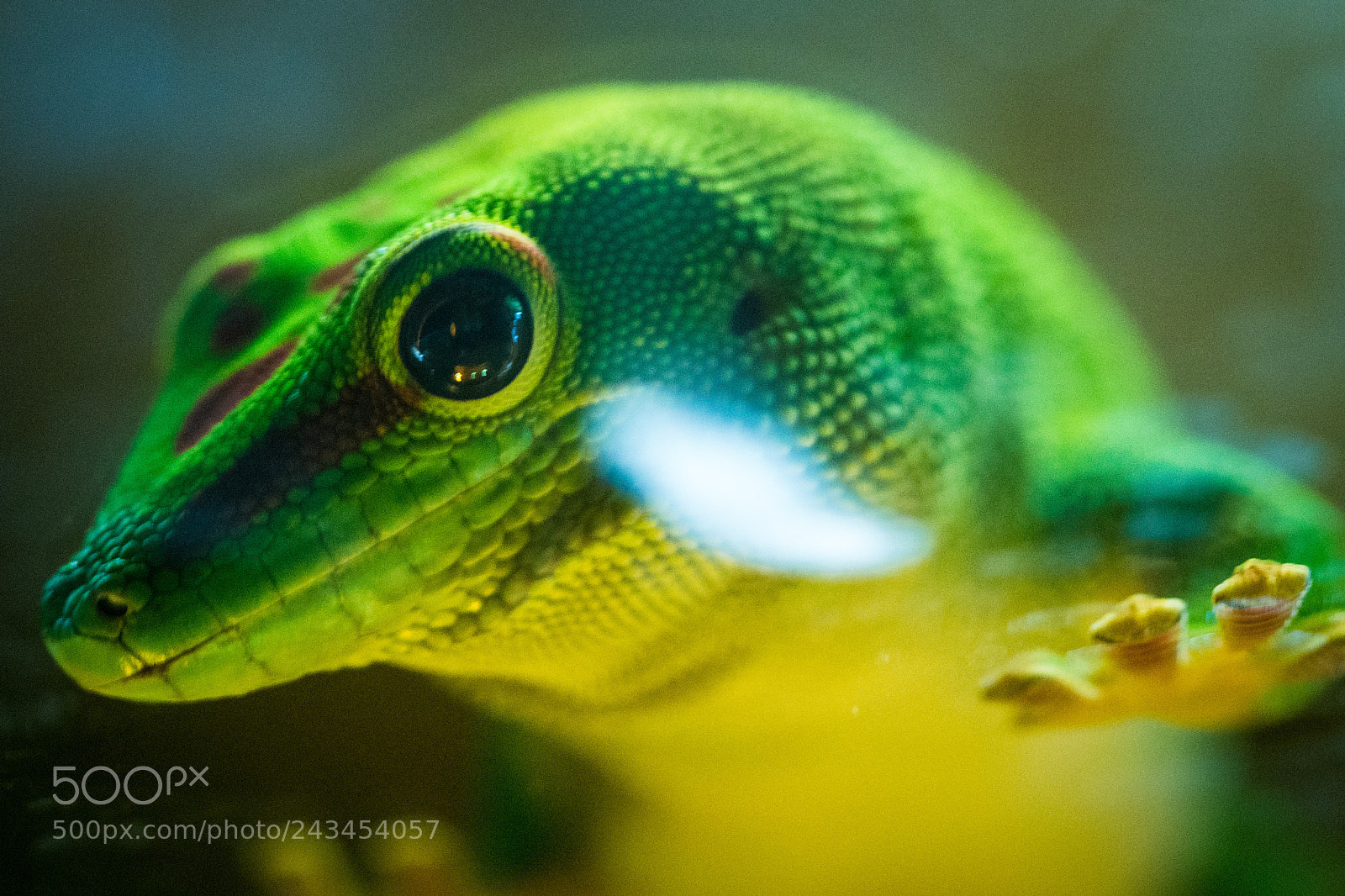 Olympus OM-D E-M5 sample photo. Gecko photography