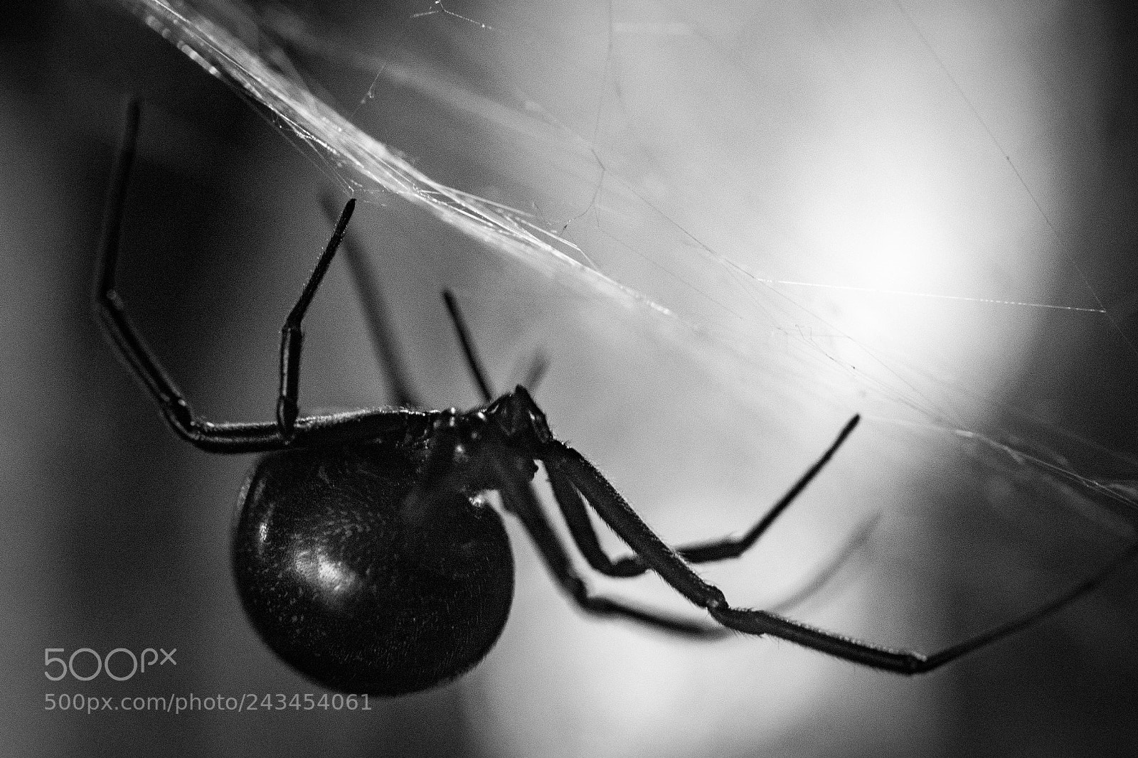 Olympus OM-D E-M5 sample photo. Black widow photography