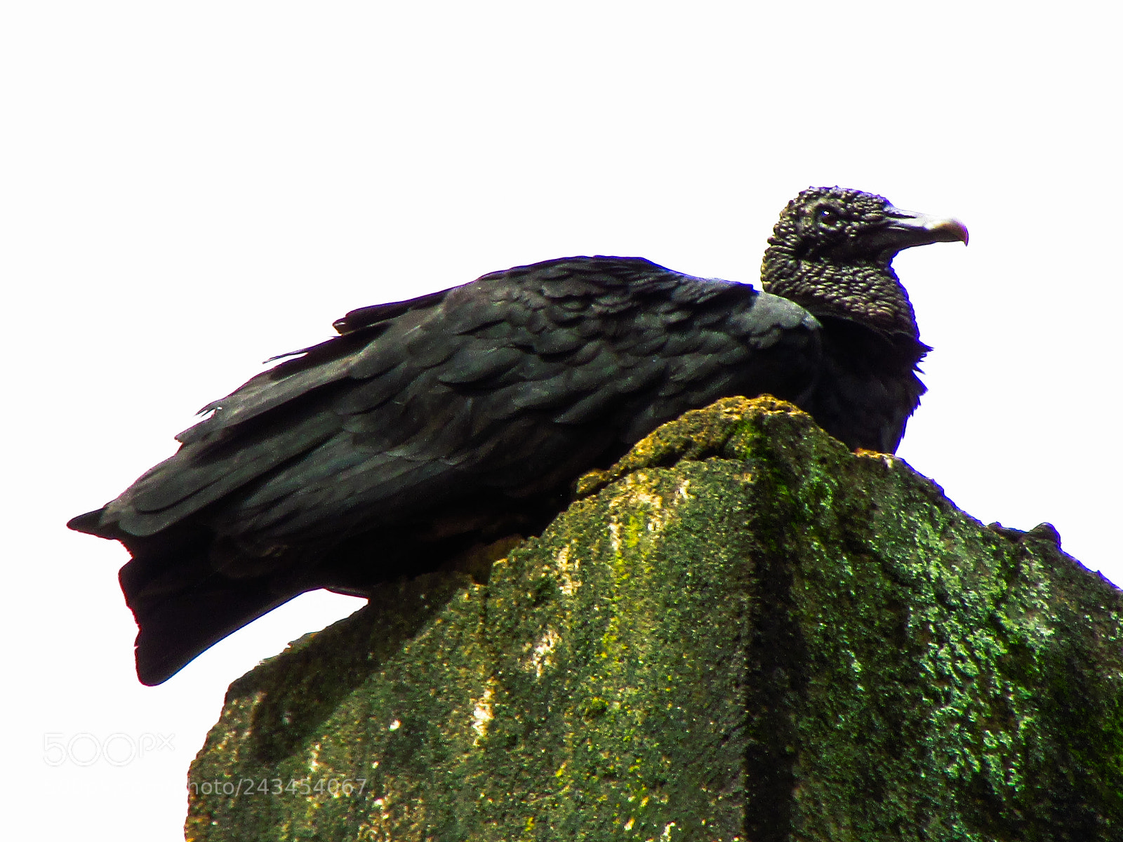 Canon PowerShot SX500 IS sample photo. Black vulture photography