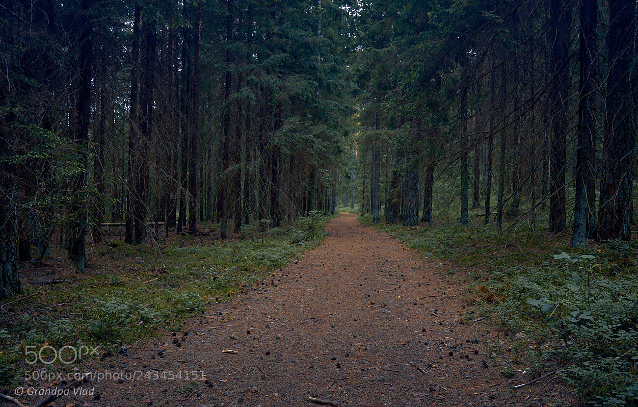 Canon EOS 1100D (EOS Rebel T3 / EOS Kiss X50) sample photo. Let's walk and dream... photography