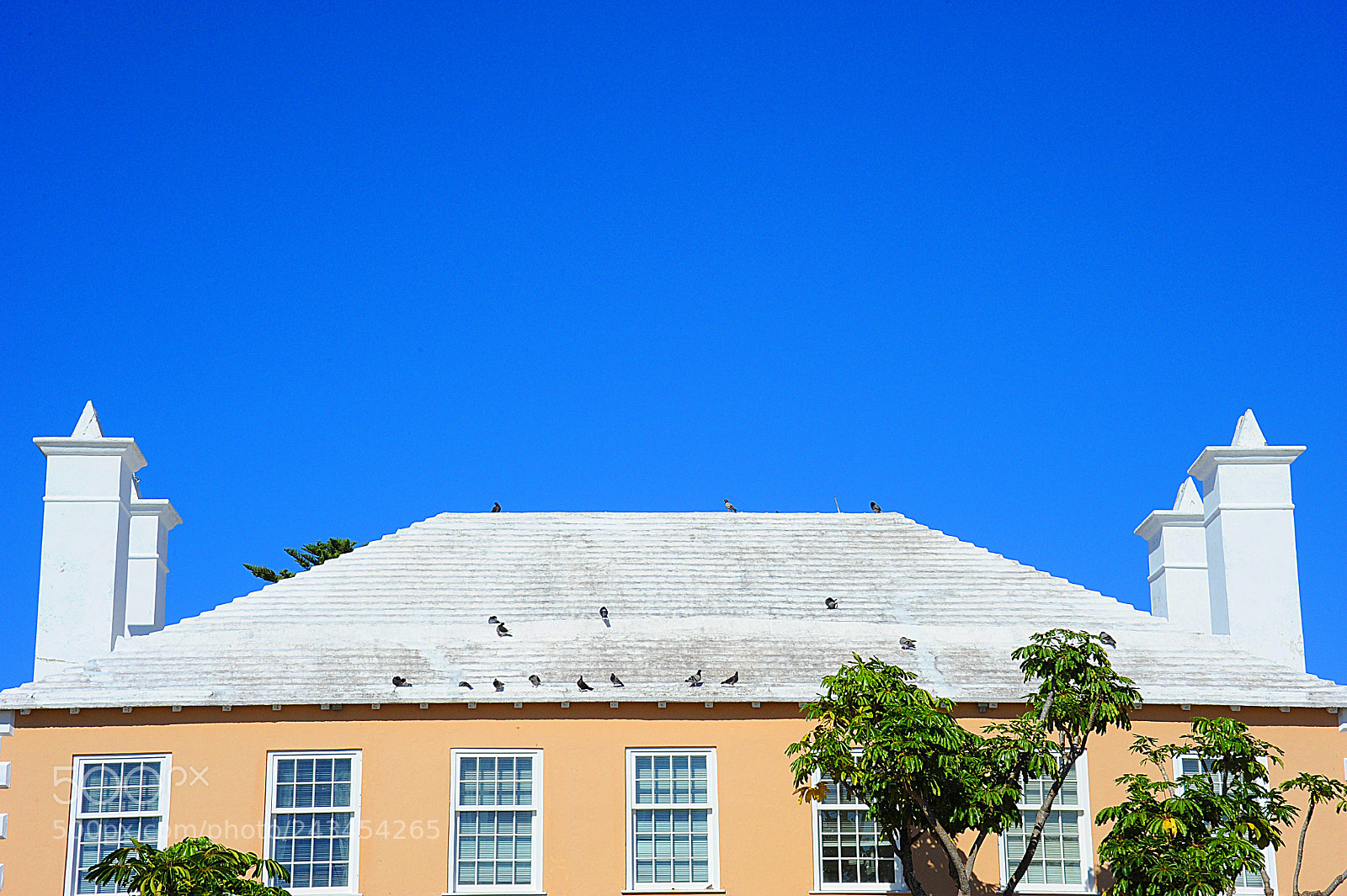 Nikon D3 sample photo. Bird's perch photography