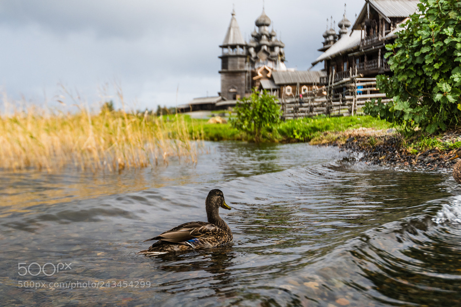 Nikon D810 sample photo. Duck photography