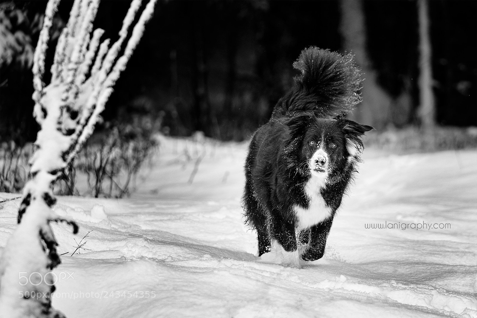 Sony a7R III sample photo. Josie photography