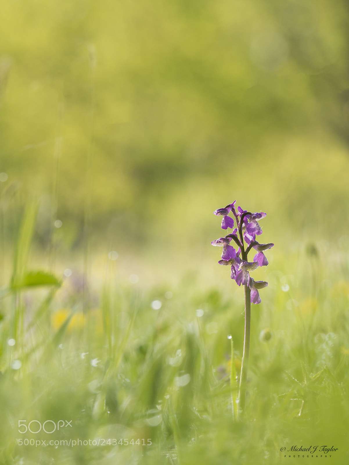 Panasonic Lumix DMC-GX7 sample photo. Green-winged orchid photography