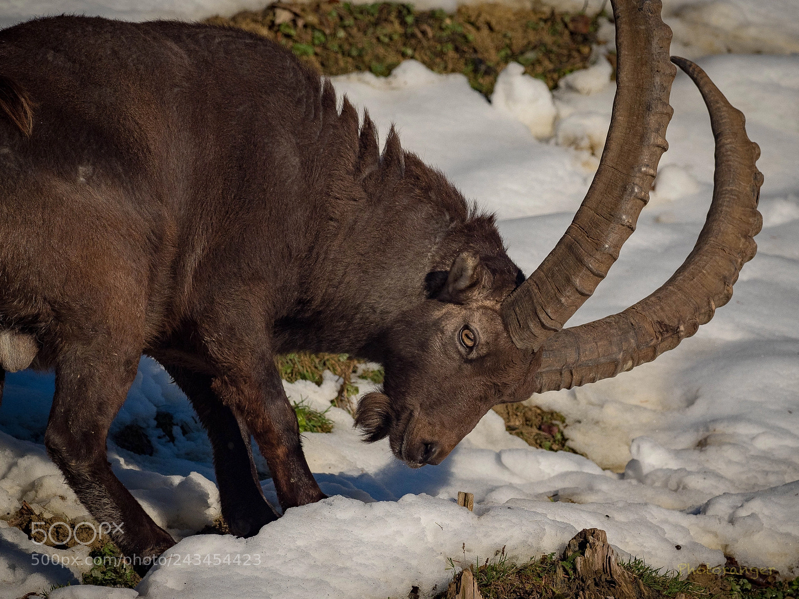 Olympus OM-D E-M1 Mark II sample photo. Steinbock im abendlicht photography