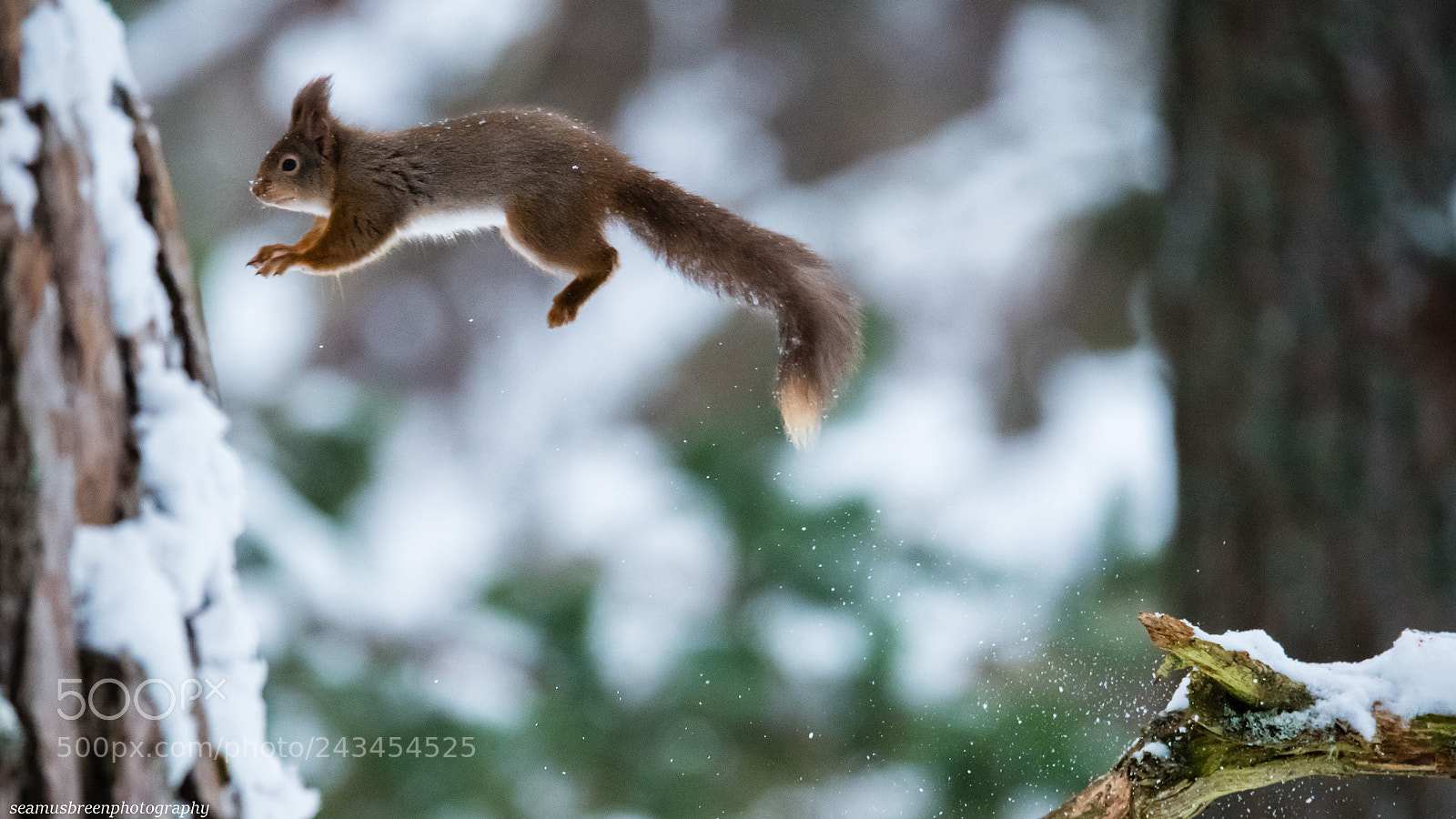 Nikon D850 sample photo. Red squirrel leaps across photography