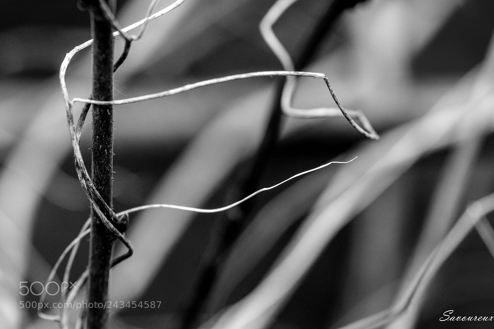 Nikon D5500 sample photo. Framboisier d'hiver et ses photography