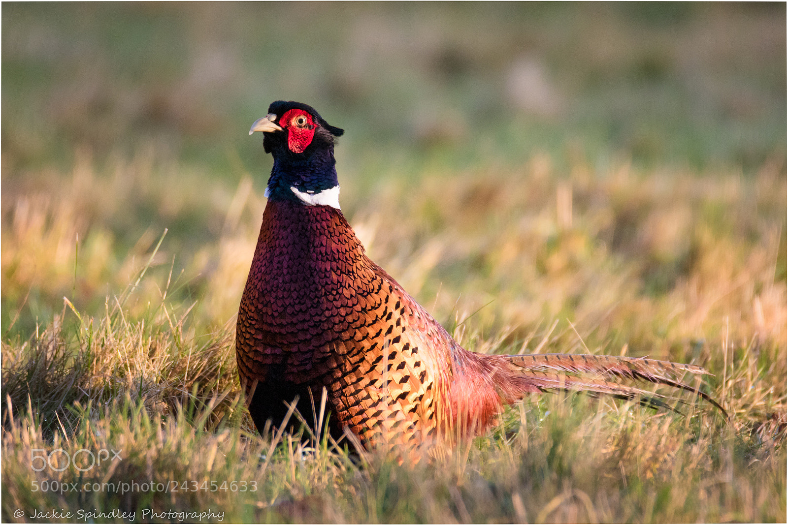 Canon EOS 7D Mark II sample photo. Colourful photography