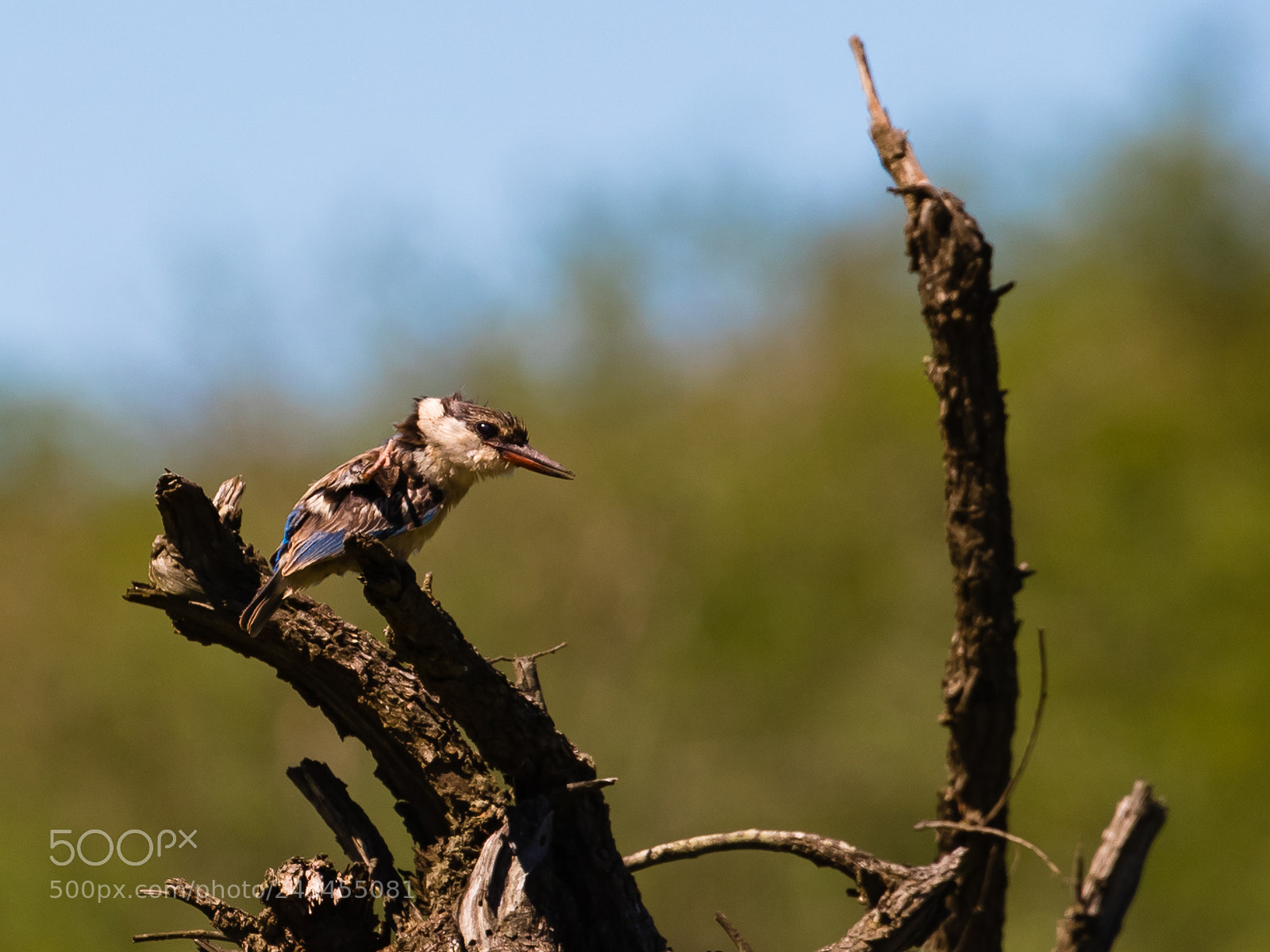 Canon EOS 6D Mark II sample photo. Scratchy neck photography
