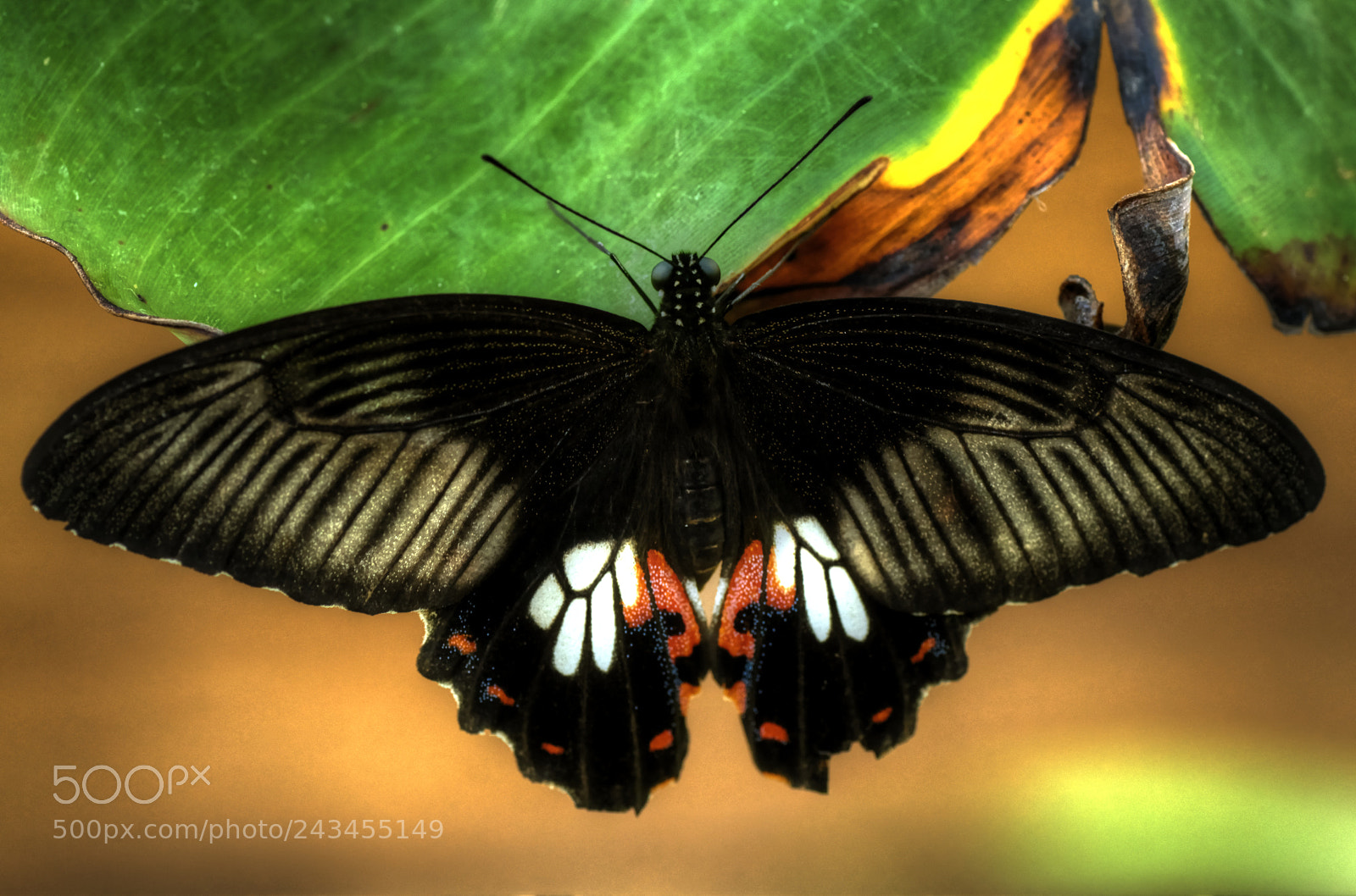 Sony ILCA-77M2 sample photo. Tropical butterfly photography
