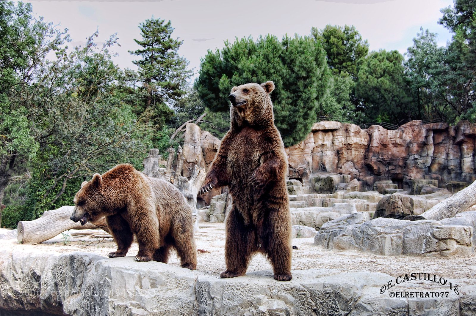 Nikon D40 sample photo. "el oso" photography