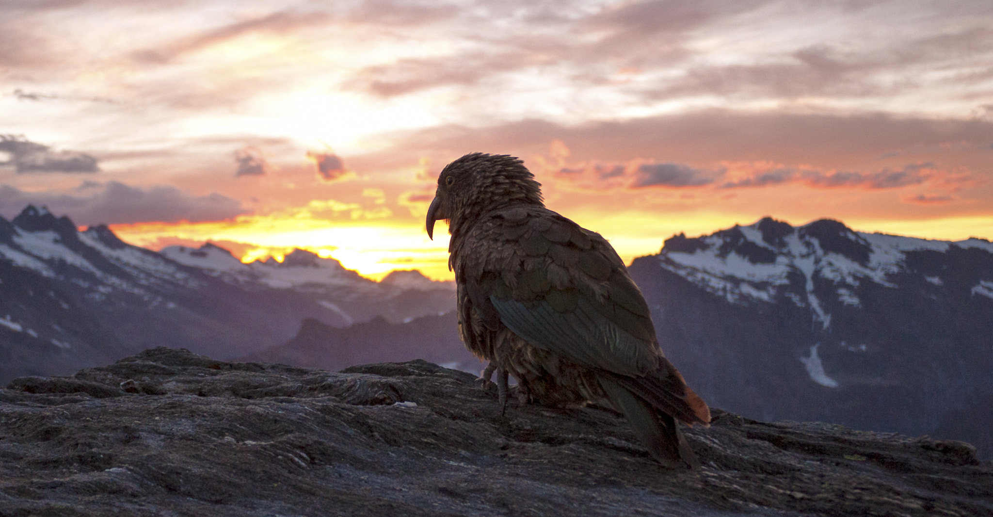 Panasonic Lumix DMC-GF2 sample photo. Kea at sunset photography